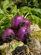 Yakihata Turnips